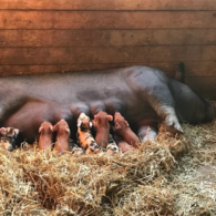 piglets pigs