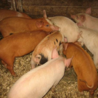 Here a pig there a pig.