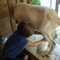 milking