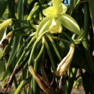 vanilla bean plant